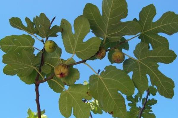 无花果种植条件 无花果种植风险