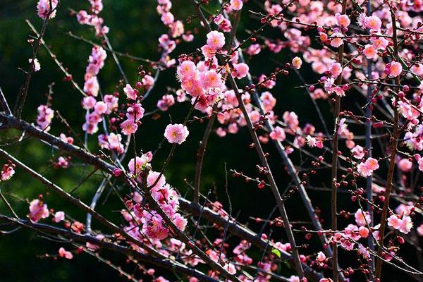 梅花嫁接方法 梅花繁殖方法