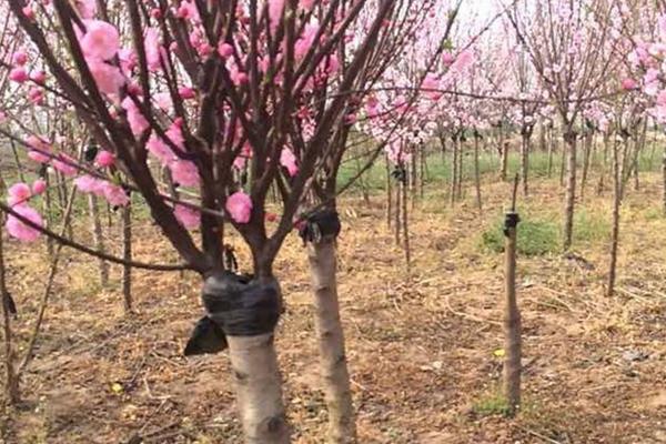 梅花嫁接方法 梅花繁殖方法