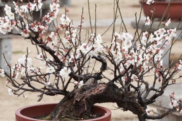 梅花嫁接方法 梅花繁殖方法