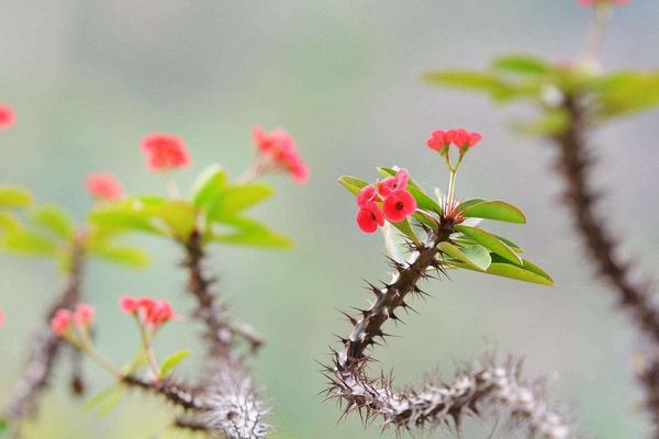 虎刺梅怎么浇水（多久浇一次） 虎刺梅适合在室内养殖吗