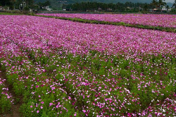 波斯菊什么时候播种（几月） 波斯菊怎么摘心（图解方法）