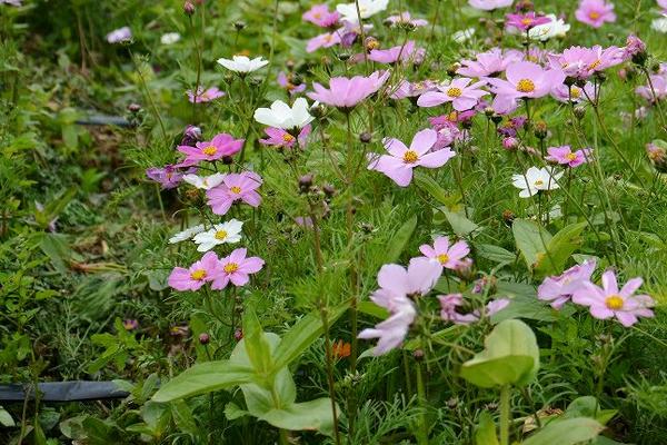 波斯菊什么时候播种（几月） 波斯菊怎么摘心（图解方法）