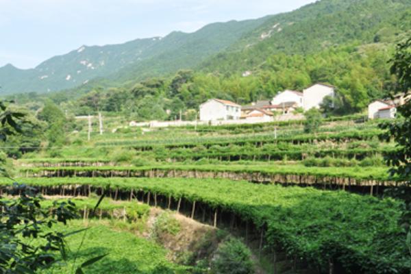 天麻科学种植技术