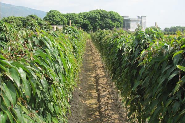 淮山药种植技术大全