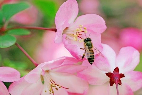 海棠花怎么浇水 海棠花施肥方法