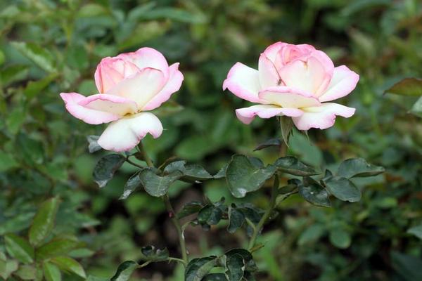 月季花怎么浇水 月季花施肥方法