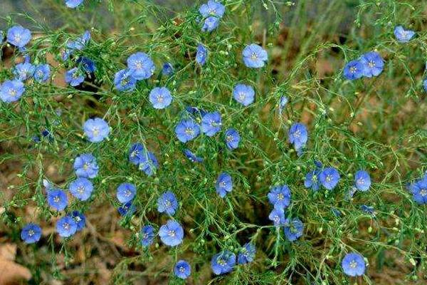 蓝亚麻怎么种 蓝亚麻种植方法与注意事项