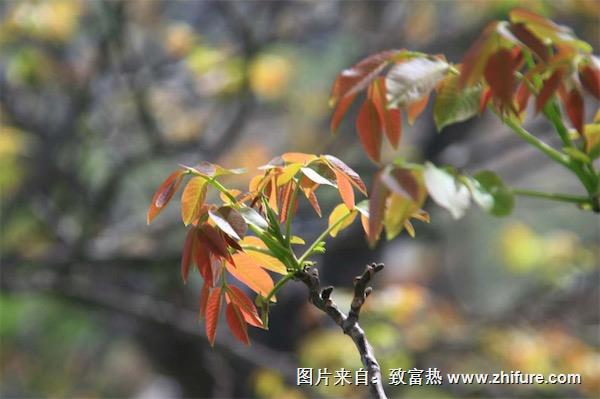 香椿苗种植方法