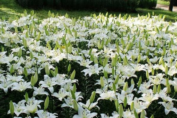 百合花种植方法