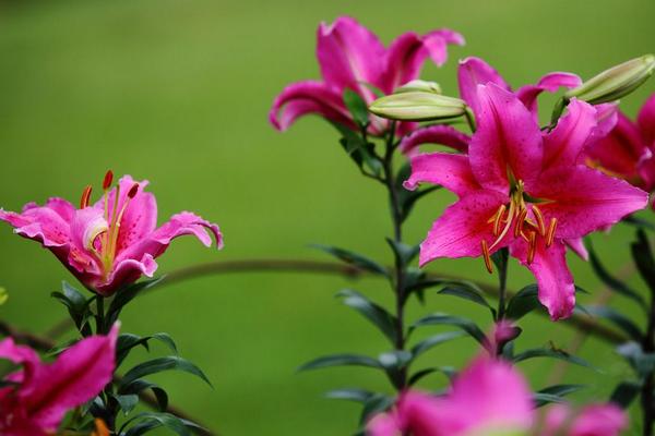 百合花种植方法