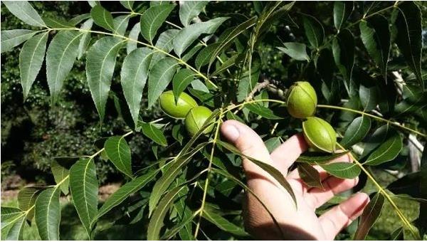 碧根果种植条件 碧根果适合种植地区