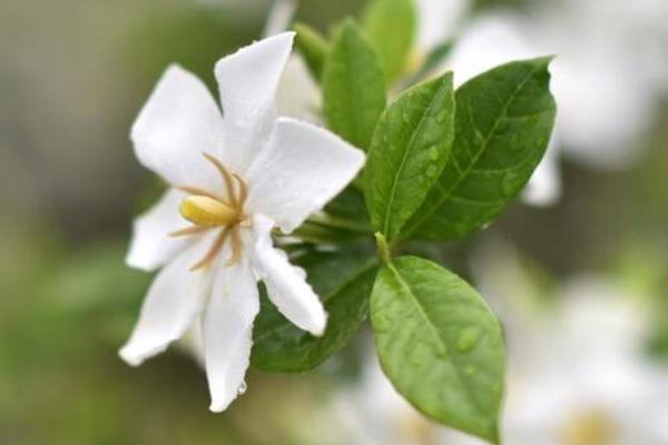 栀子花怎么浇水（多久浇一次）栀子花如何施肥