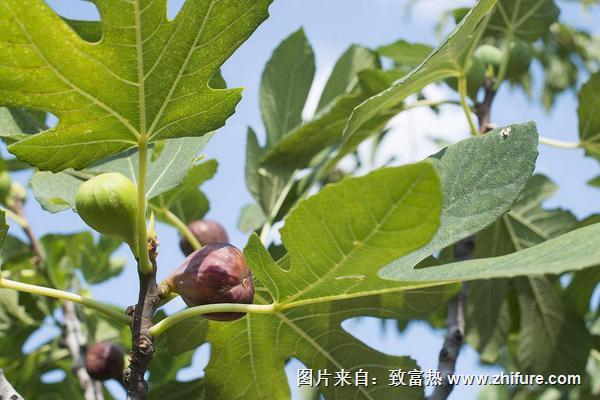 无花果种植技术