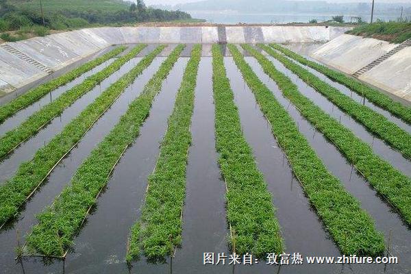 空心菜无土栽培技术