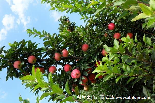 苹果树嫁接技术视频