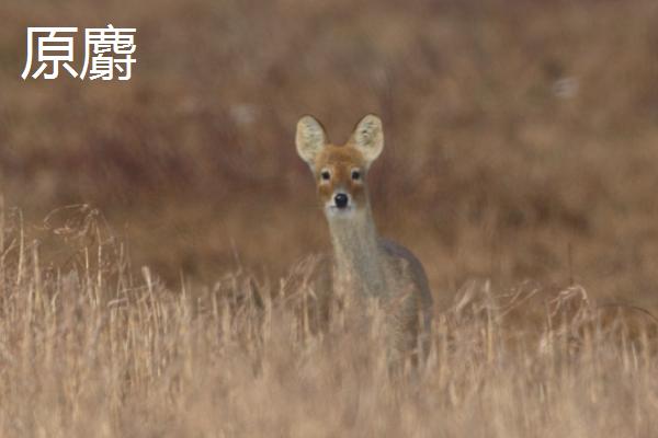 林麝、马麝、原麝的区别是什么 哪种麝产的麝香最好