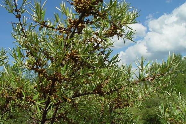 沙棘怎么种 沙棘种植方法与注意事项