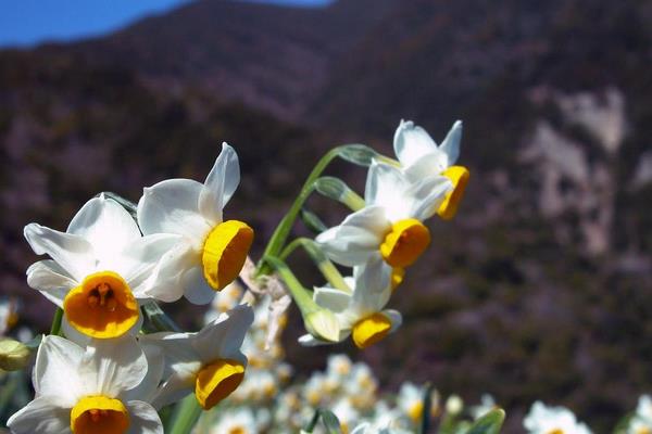 如何养水仙花 水仙花怎么种