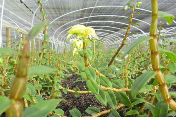 铁皮石斛种植技术 石斛怎么种植