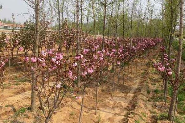 樱花树怎么种 樱花树种植方法与注意事项