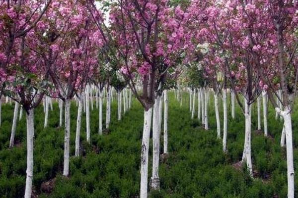 樱花树怎么种 樱花树种植方法与注意事项