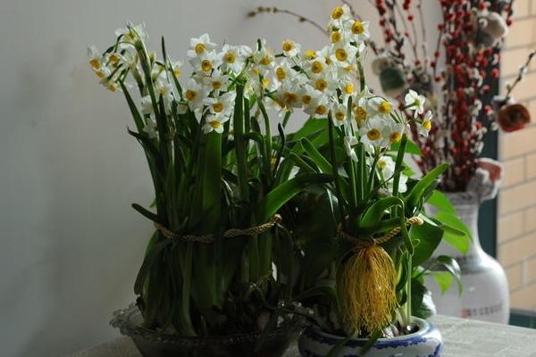 水仙花什么时候开（几月） 水仙花开花后怎么处理