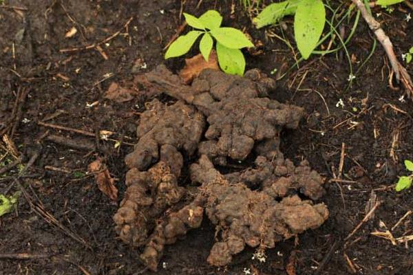 猪苓种植技术 猪苓种植时间及方法