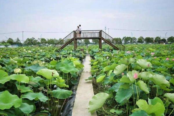 荷花种苗是什么