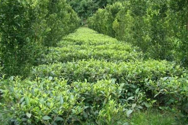 草果怎么种 草果种植技术与注意事项