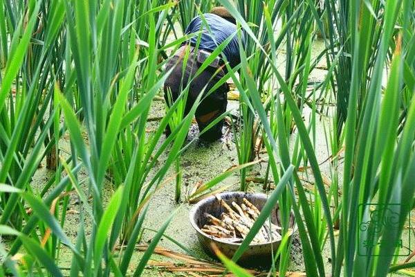 象牙菜种植栽培技术 象牙菜亩产量多少