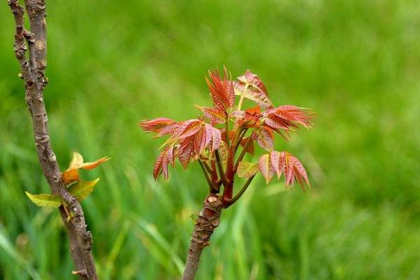 2018种香椿赚钱吗？香椿种植的利润与投资成本及前景预测