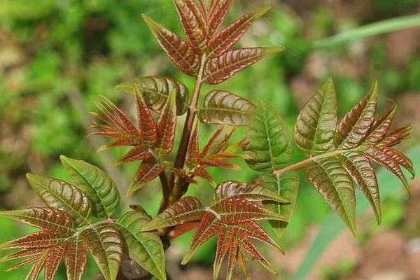 2018种香椿赚钱吗？香椿种植的利润与投资成本及前景预测