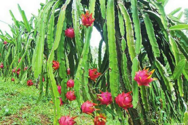 2018种火龙果赚钱吗？火龙果种植的利润与投资成本及前景预测