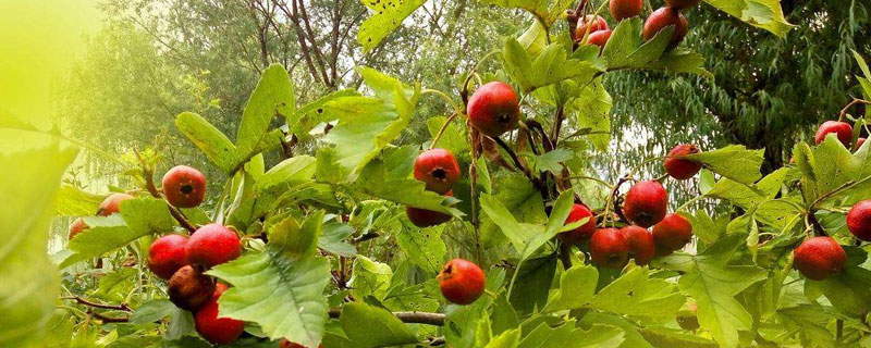 山楂种植条件