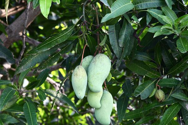 2018种芒果赚钱吗？芒果种植的利润与投资成本及前景预测