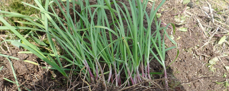 野韭菜可以人工种植吗 野韭菜高产栽培种植技术