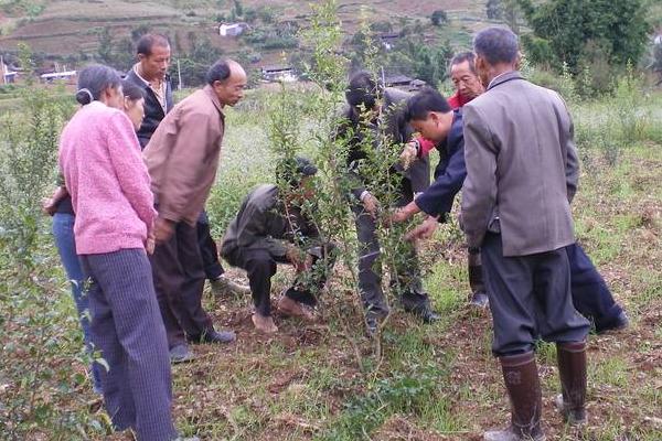 石榴种植时间