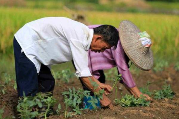 板蓝根种植技术要点