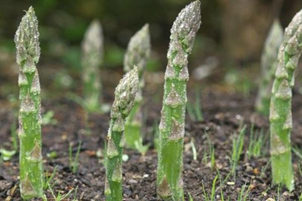 芦笋的种植技术 芦笋什么时候（季节）种植