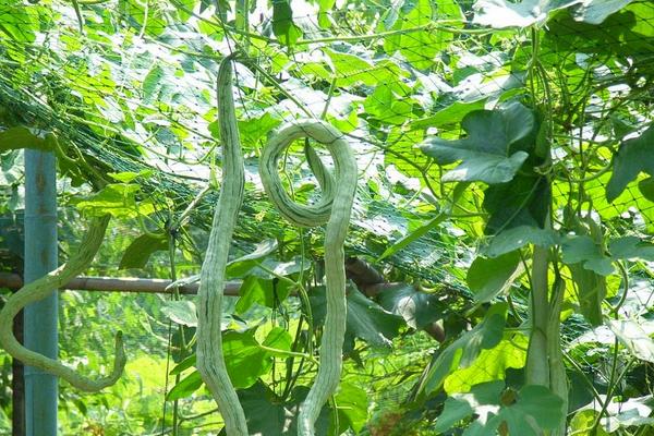 2018种蛇瓜赚钱吗？蛇瓜种植的利润与投资成本及前景预测