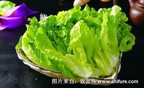 生菜还分品种？生菜的主要三大品类