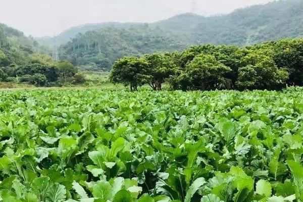 菜心怎么种（好种吗） 菜心的种植方法和时间