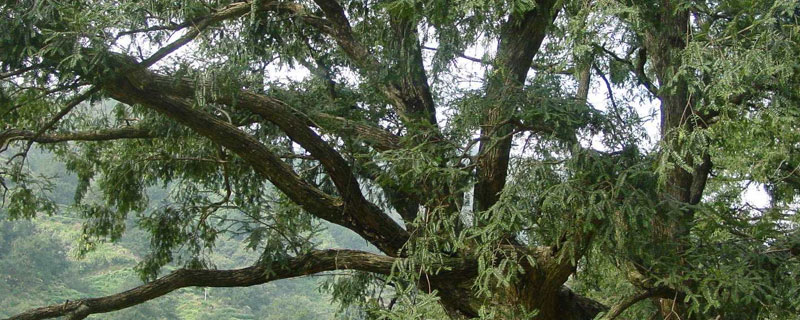 香榧树几年结果 香榧什么时候成熟（几月上市）