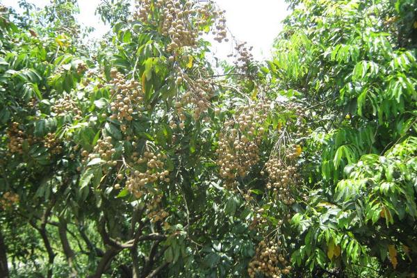 四季蜜龙眼种植方法 四季蜜龙眼种植条件