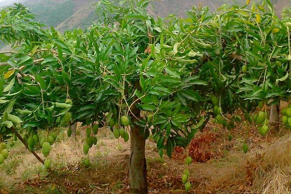 芒果树苗怎么种植技术