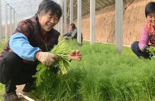 2017种植茴香的前景和市场价格行情