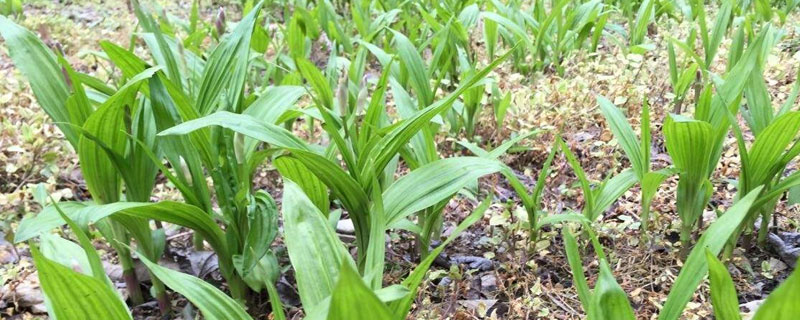 怎样种植白芨？做好田间管理，保持土壤湿润