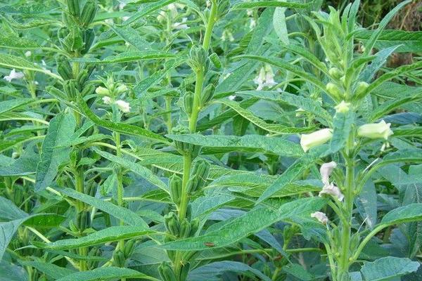 2018种芝麻赚钱吗？芝麻种植的利润与投资成本及前景预测