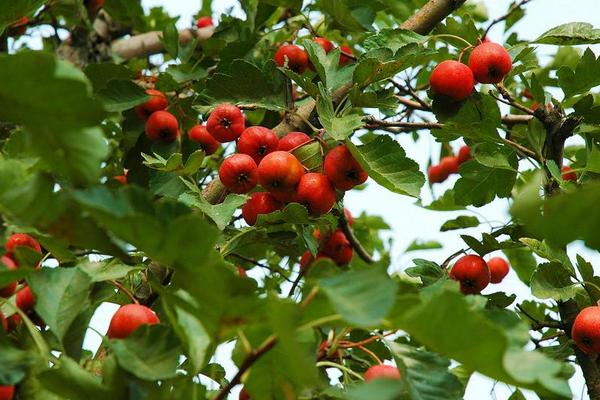 2018种山楂赚钱吗？山楂种植的利润与投资成本及前景预测